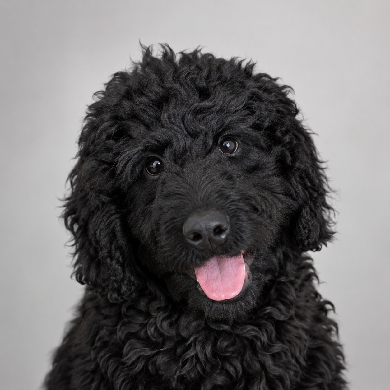Bram Barbet, Chief Happiness Dog