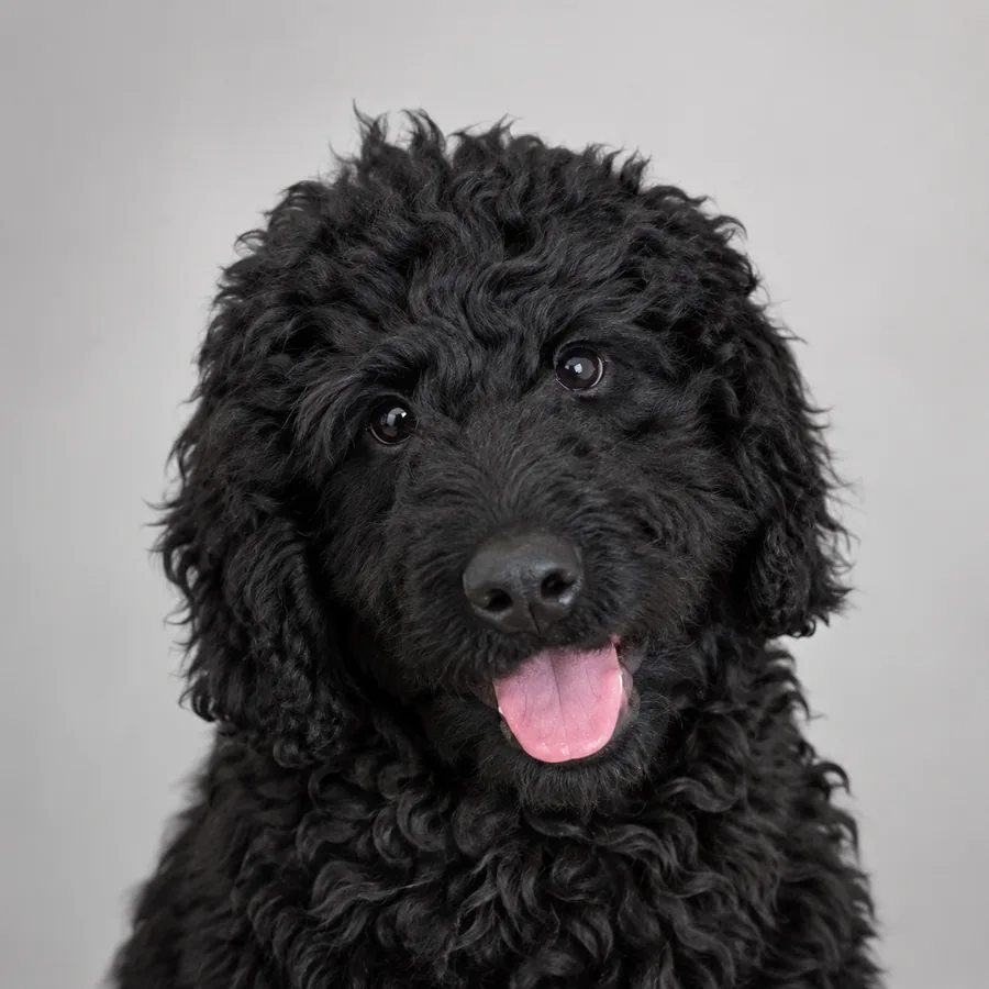 Bram Barbet, Chief Happiness Dog